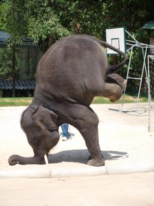 Marketing speaker David Newman Elephant