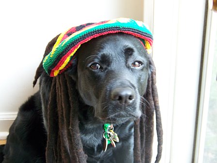 Marketing Speaker: 9 Blogging Lessons from Woofie