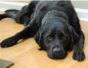 woofie wheres woofie dog blog